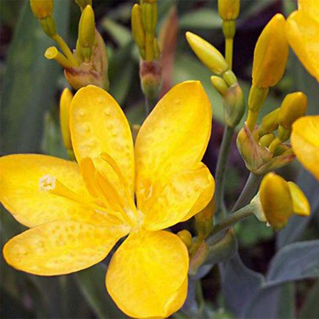 Belamcanda chinensis Hello Yellow - Iris tigré