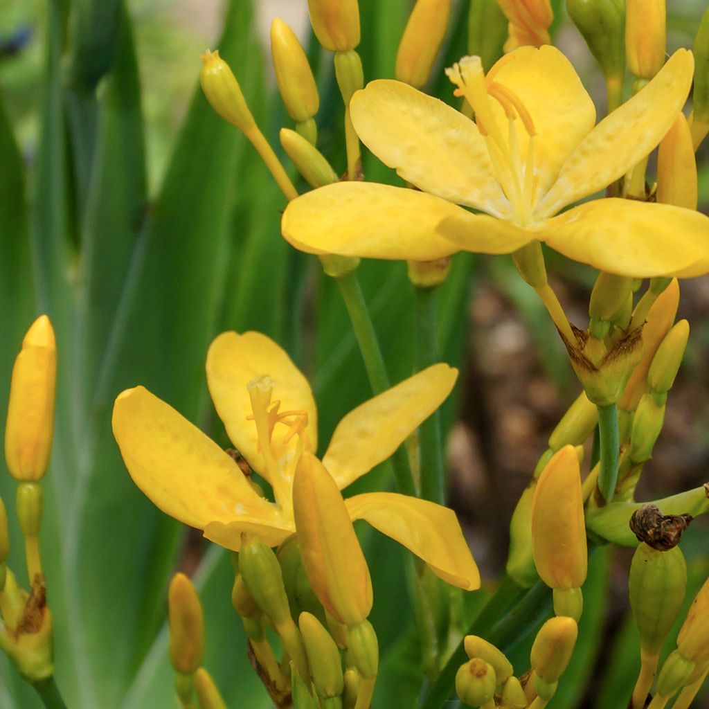 Belamcanda chinensis Hello Yellow - Iris tigré