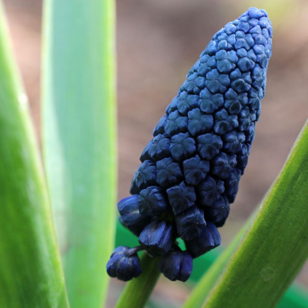 Bellevalia pycnantha - Muscari paradoxum