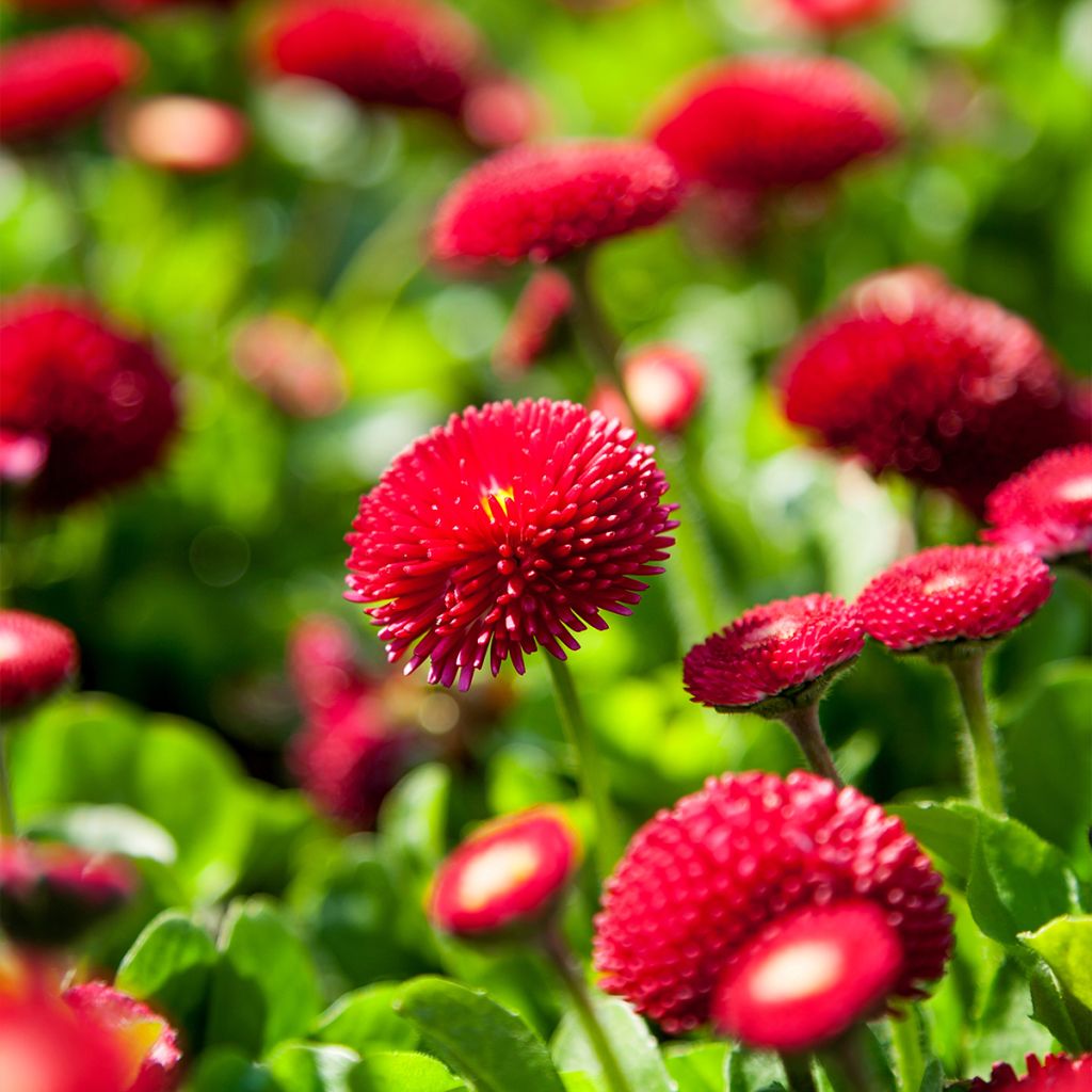 Bellis perennis Roode -  Pâquerette rouge