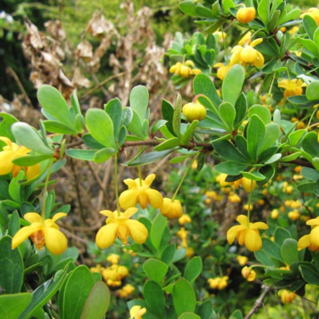 Berberis buxifolia Nana - Epine-vinette à feuilles de buis