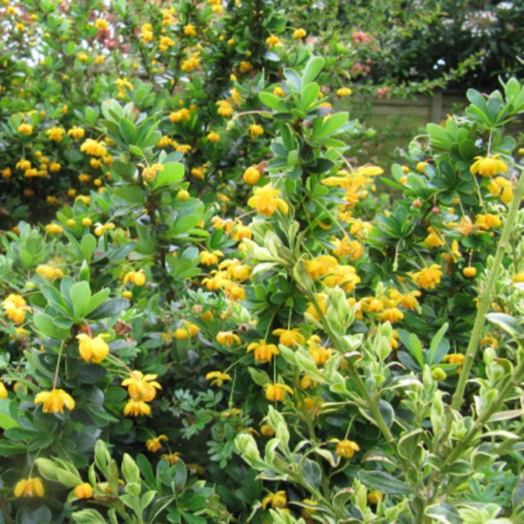 Berberis buxifolia Nana - Epine-vinette à feuilles de buis