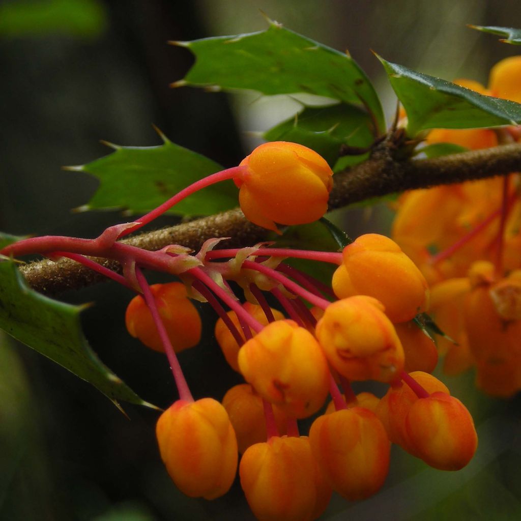 Berberis darwinii - Epine-vinette de Darwin.