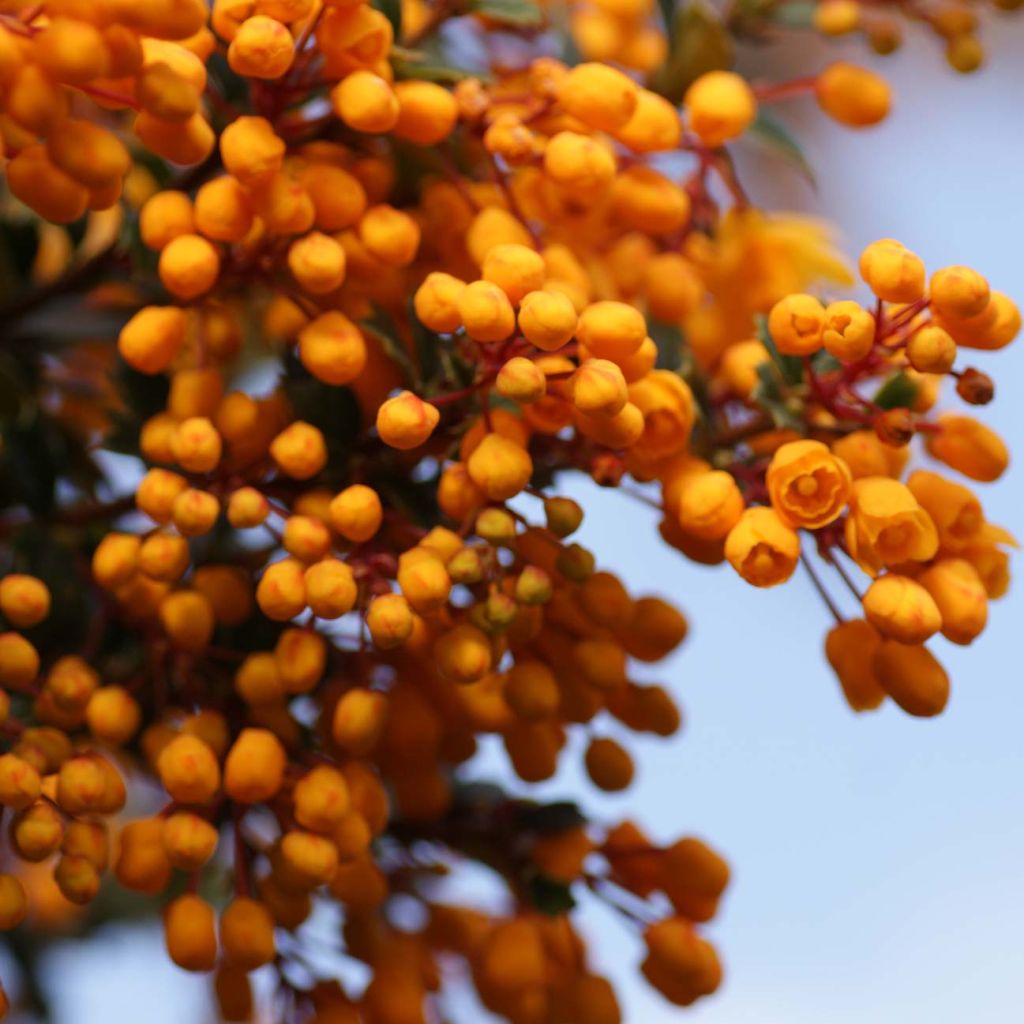 Berberis darwinii Compacta - Épine-vinette