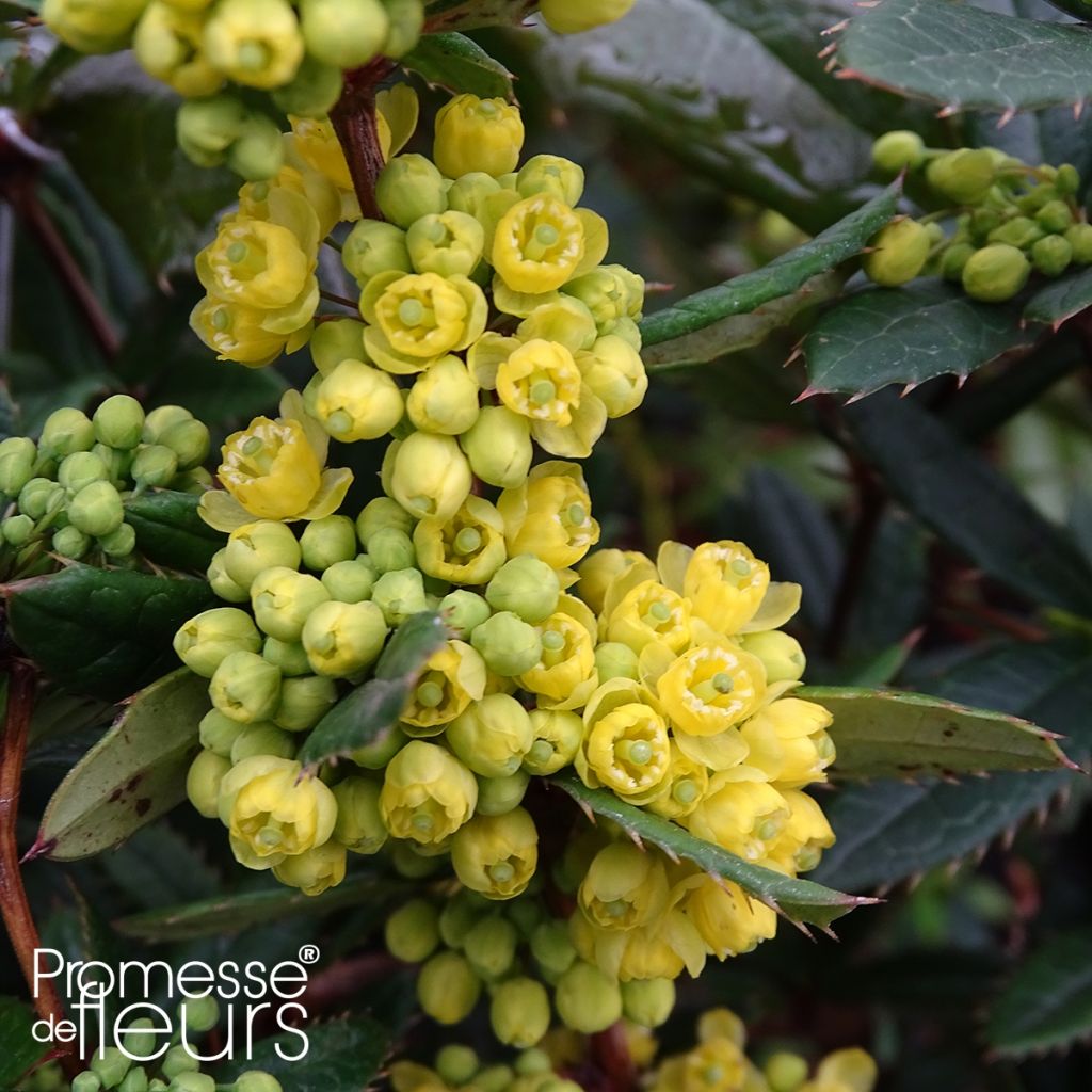 Berberis julianae - Epine-vinette de Saint Julien