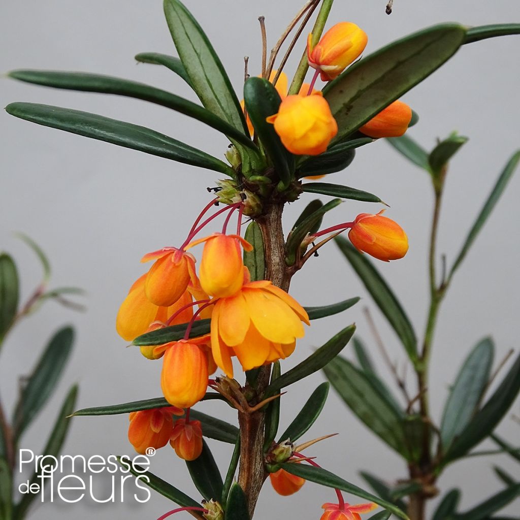 Berberis linearifolia Orange King - Epine-vinette