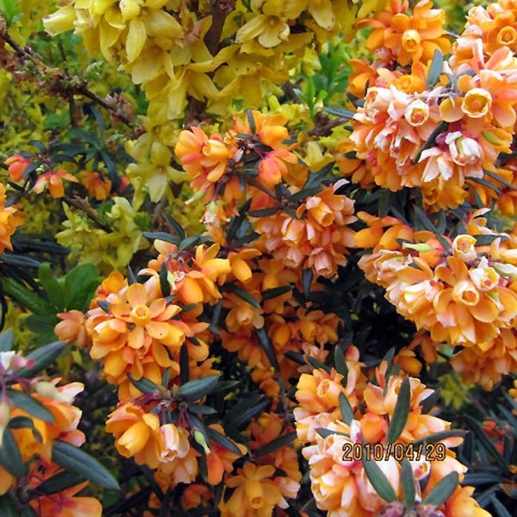 Berberis linearifolia Orange King - Epine-vinette