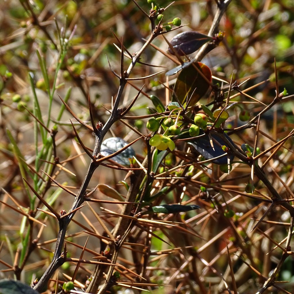 Berberis media Red Jewel - Epine-vinette