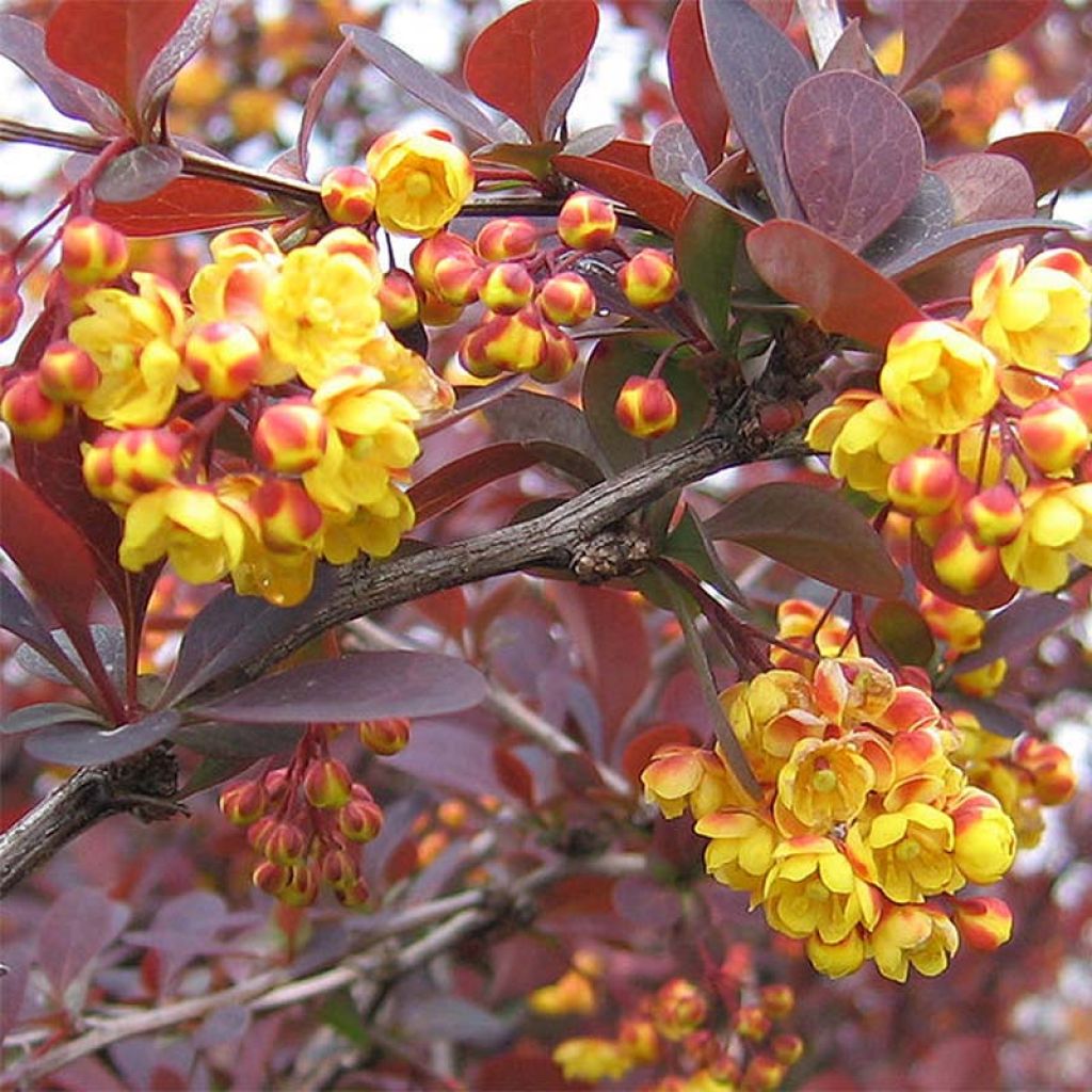 Berberis ottawensis Superba - Epine-vinette