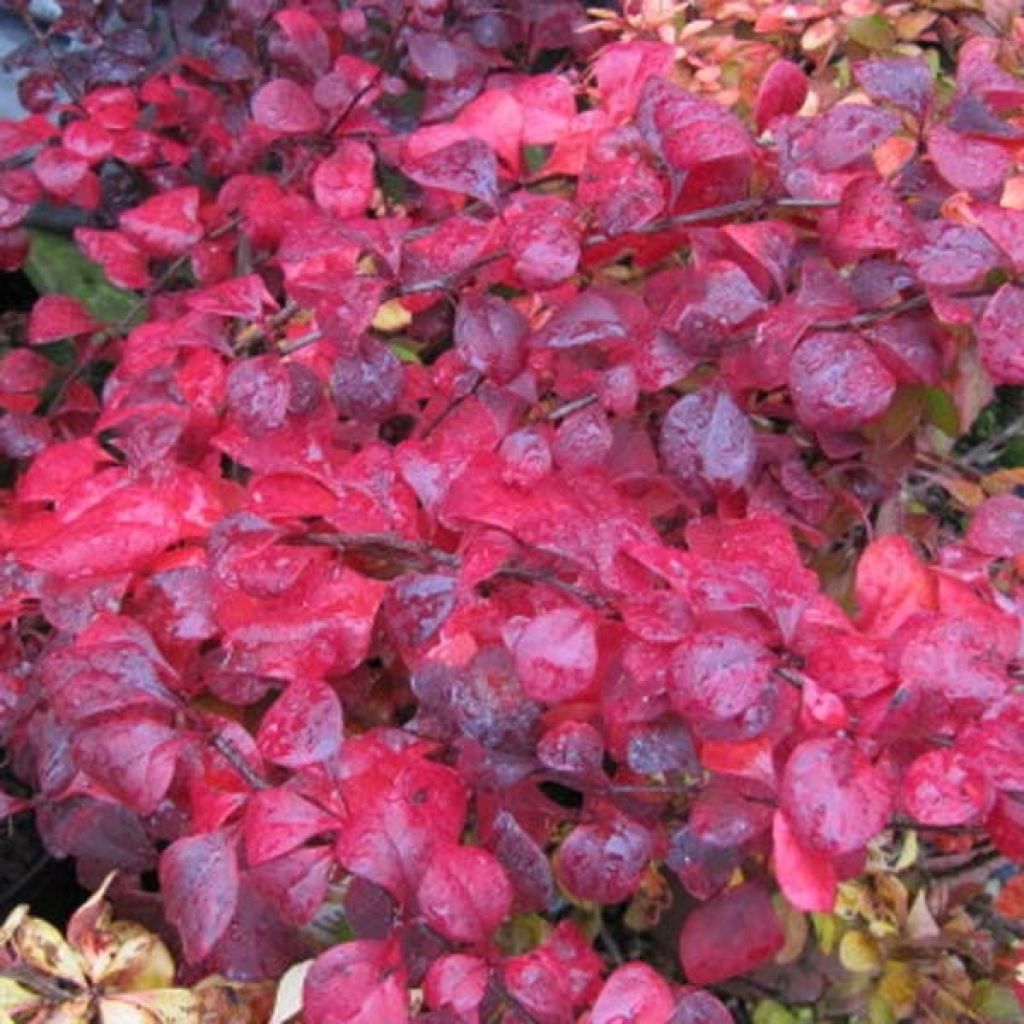 Berberis thunbergii atropurpurea, Epine-vinette de Thunberg Pot