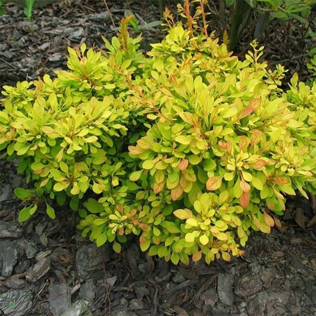 Berberis thunbergii Golden Carpet ® - Epine-vinette