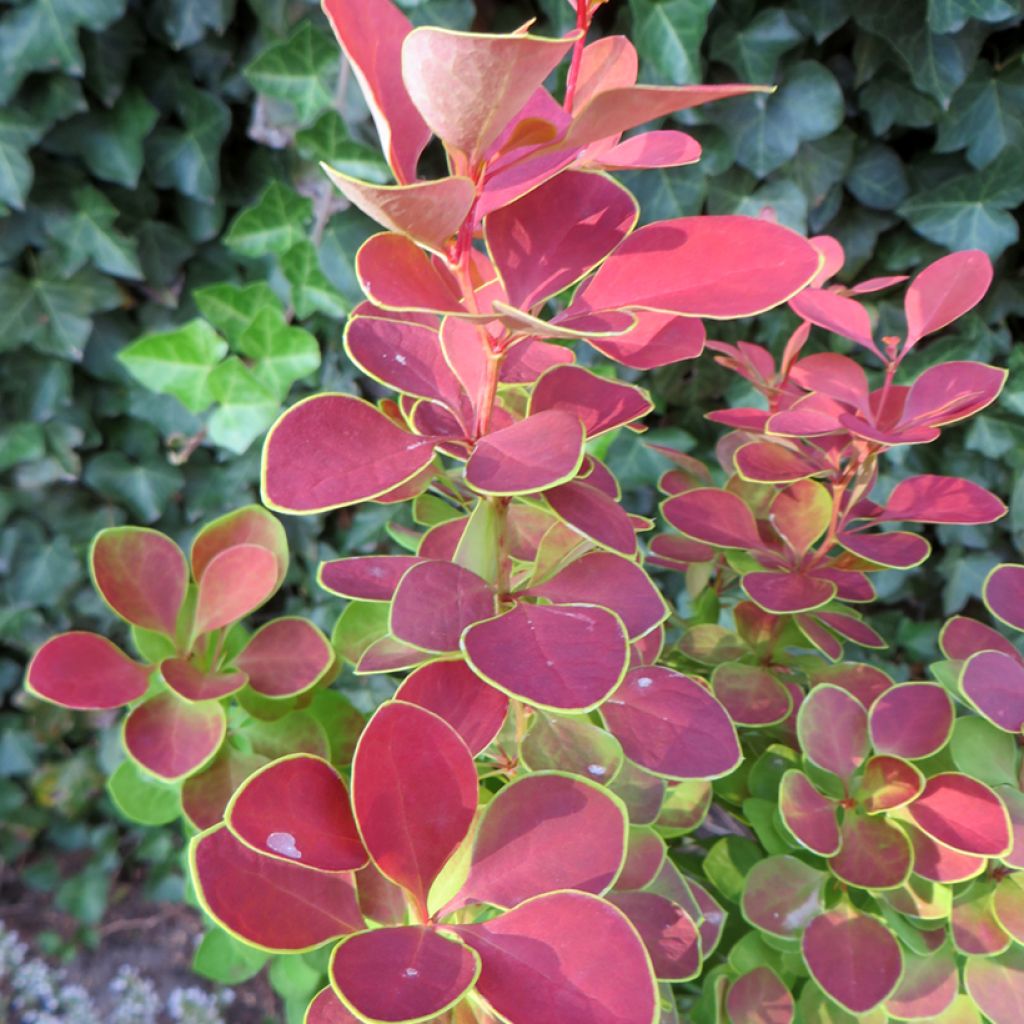 Berberis thunbergii Golden Ring - Epine-vinette