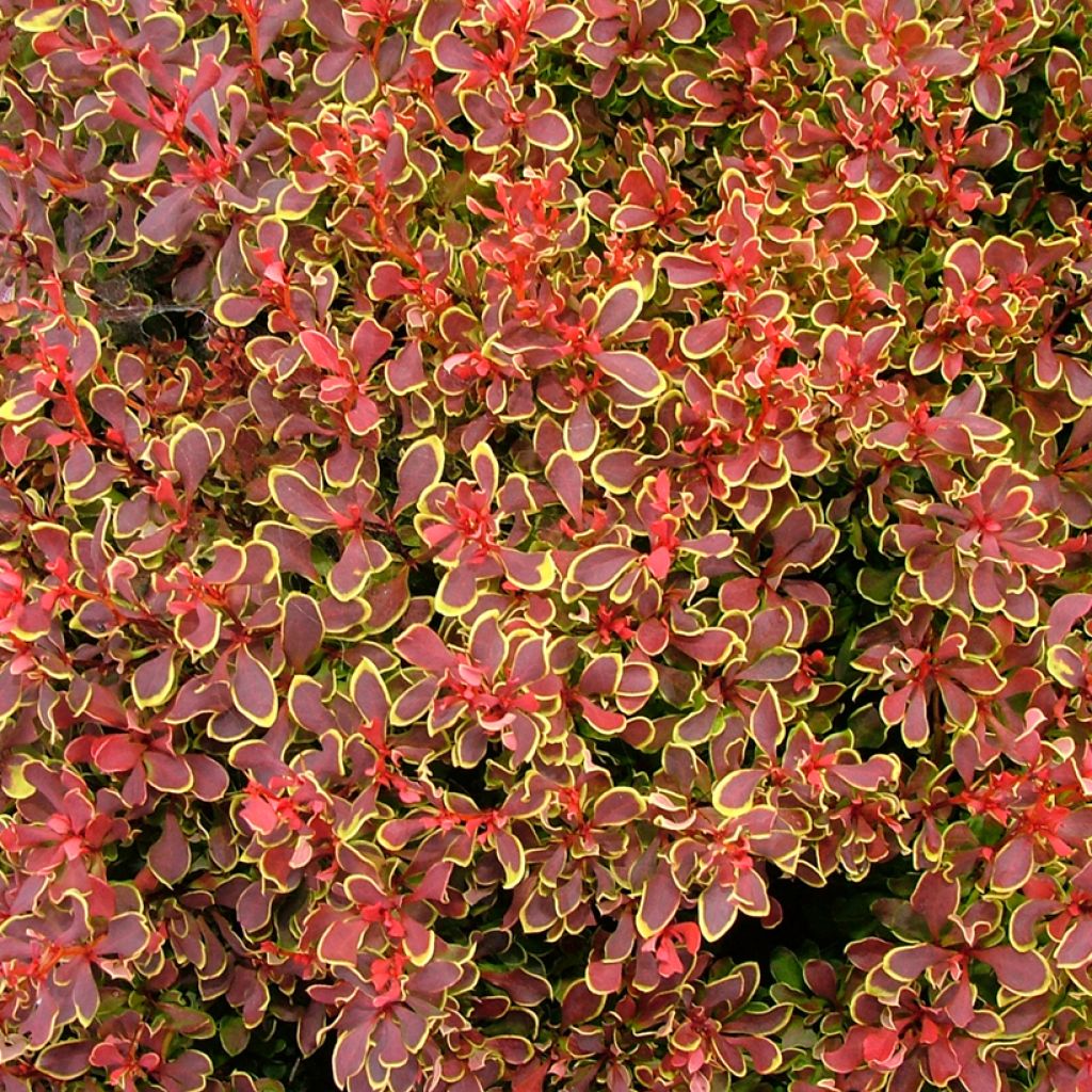 Berberis thunbergii Golden Ruby - Epine-vinette