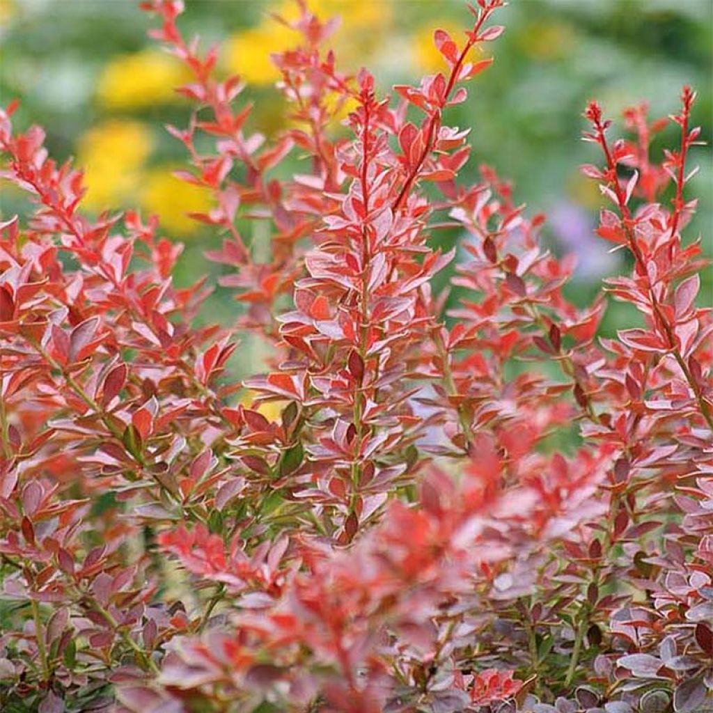 Berberis thunbergii Green Carpet - Epine-vinette