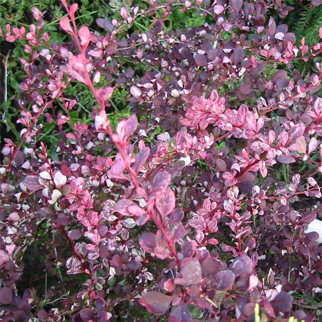 Berberis thunbergii Harlequin - Epine-vinette rose