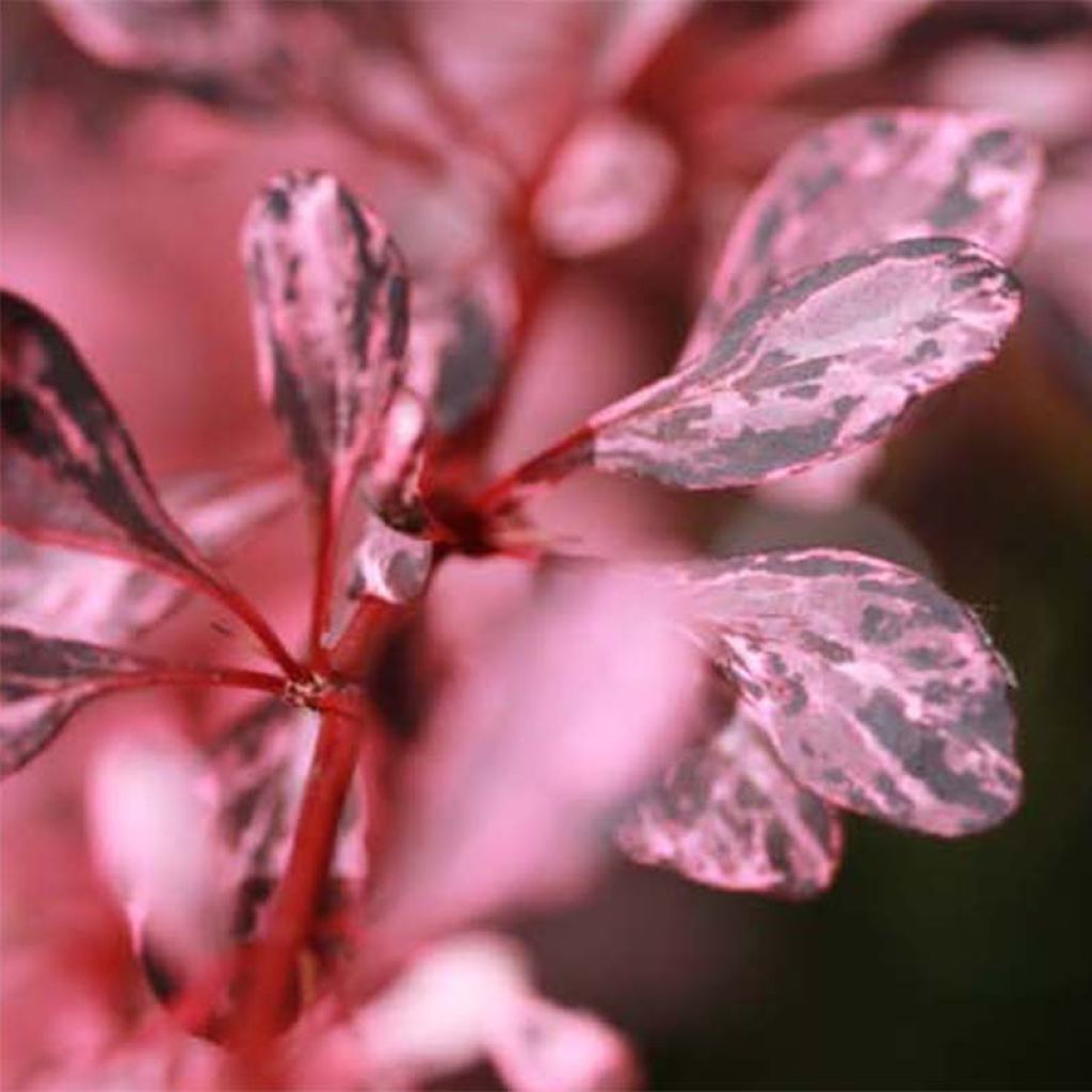 Berberis thunbergii Harlequin - Epine-vinette rose