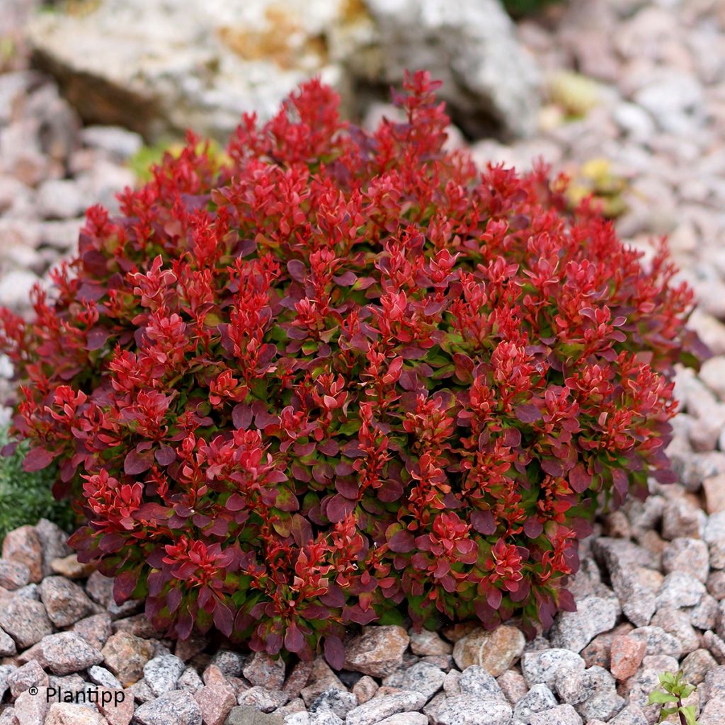 Berberis thunbergii Lutin Rouge -  Epine-vinette naine