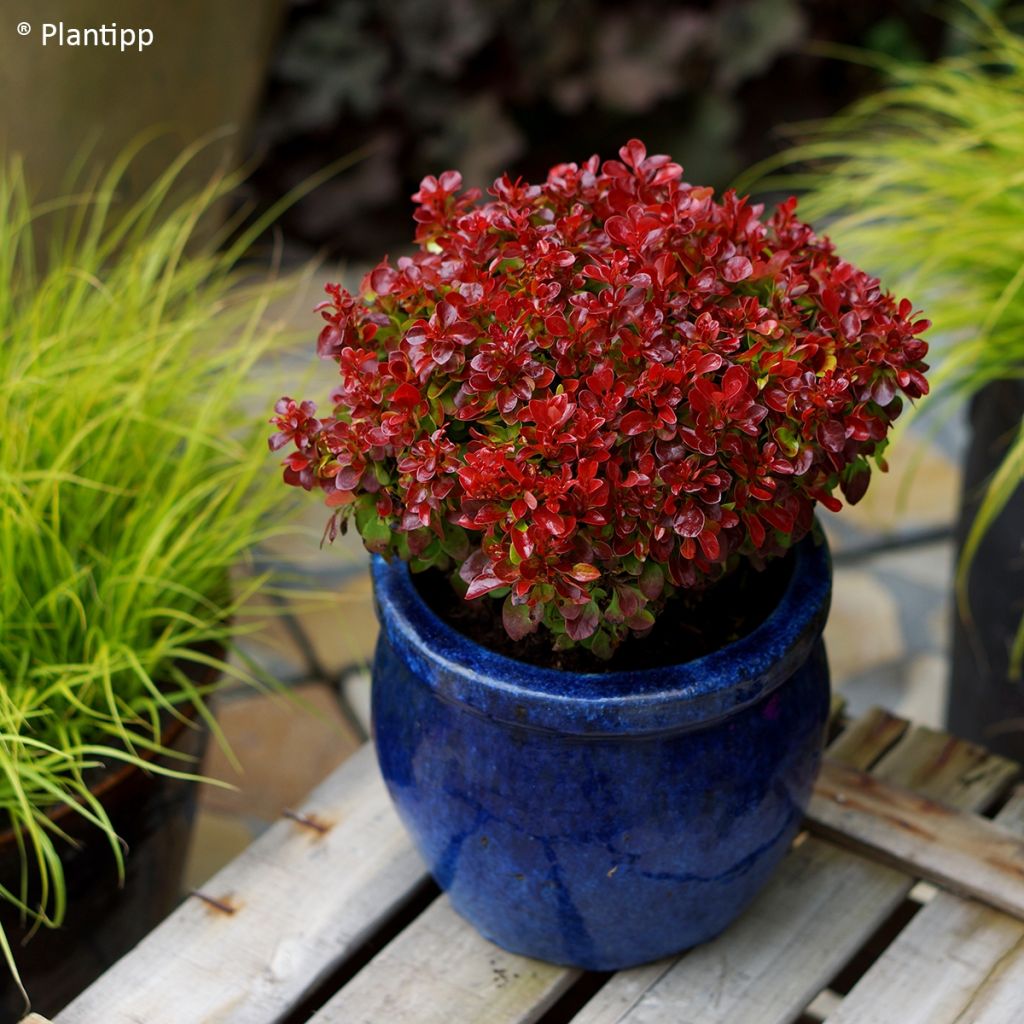 Berberis thunbergii Lutin Rouge -  Epine-vinette naine