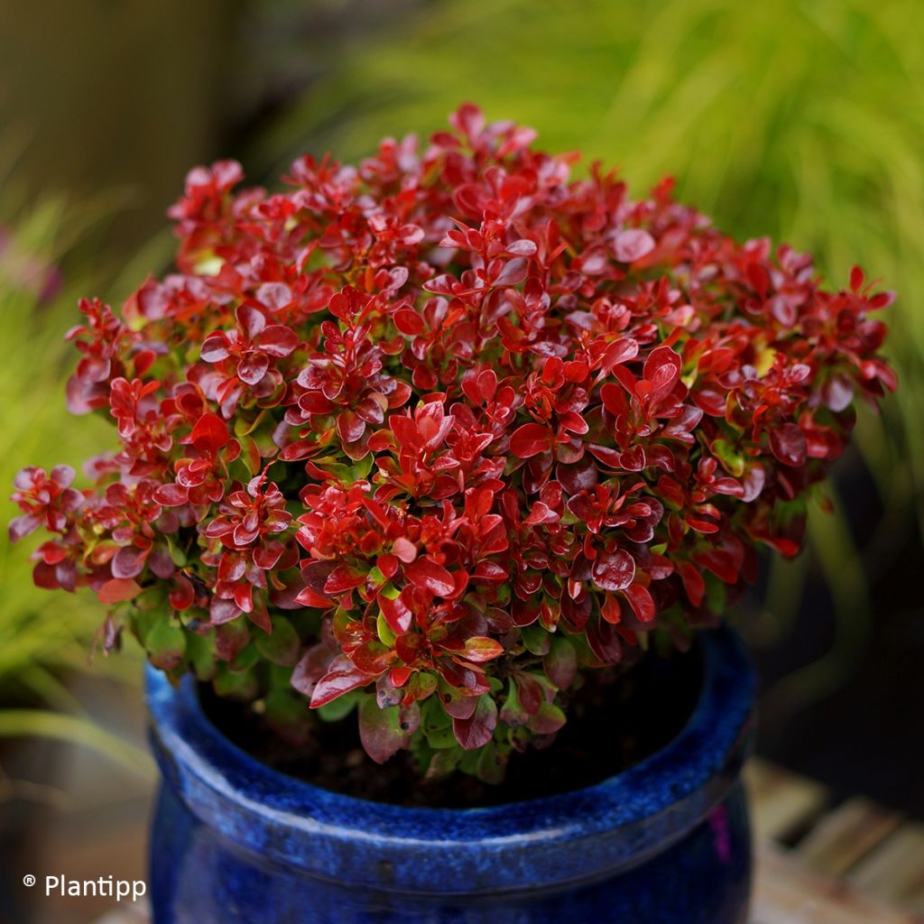 Berberis thunbergii Lutin Rouge -  Epine-vinette naine