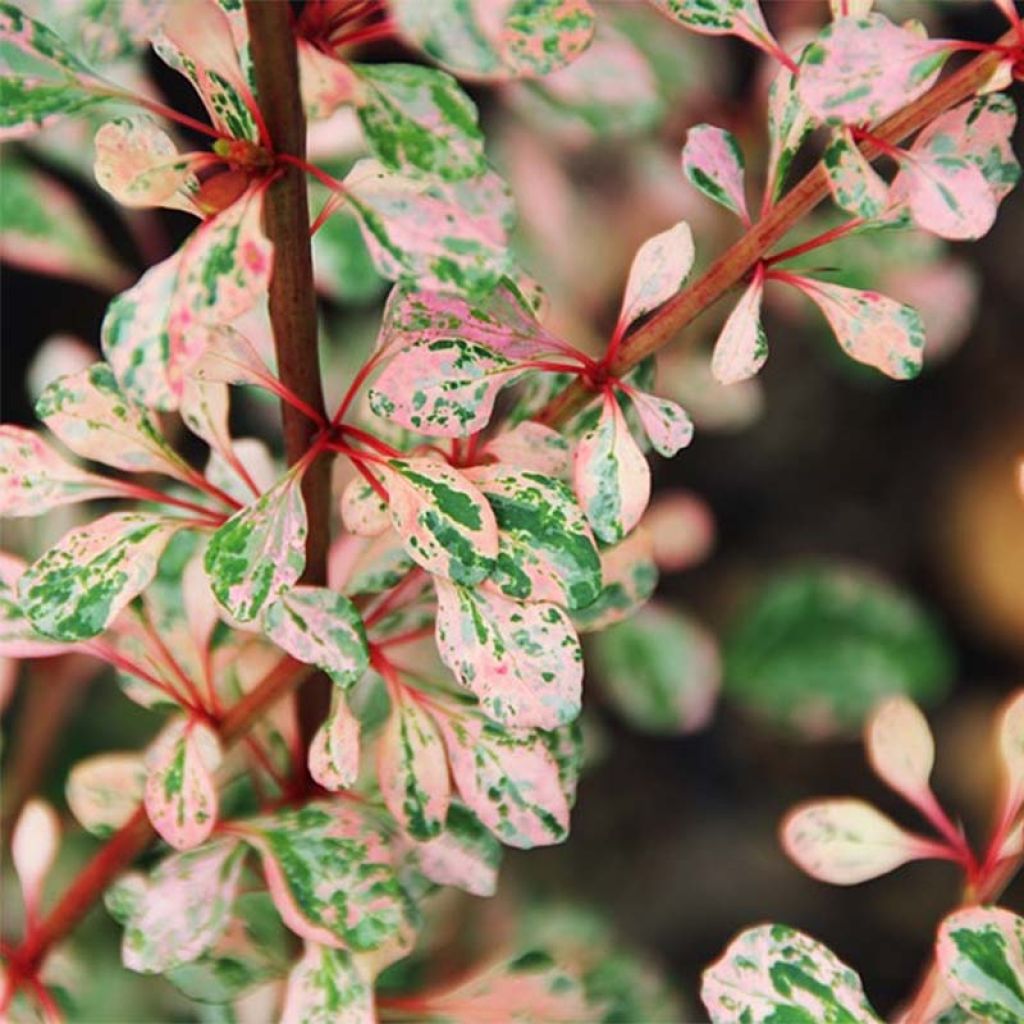 Berberis thunbergii Natasza