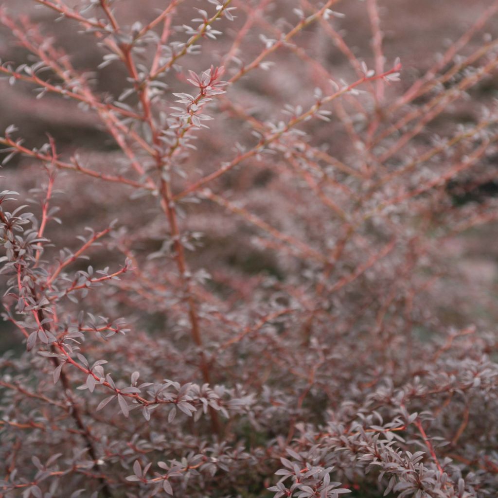 Berberis thunbergii Red Dream ® - Epine-vinette