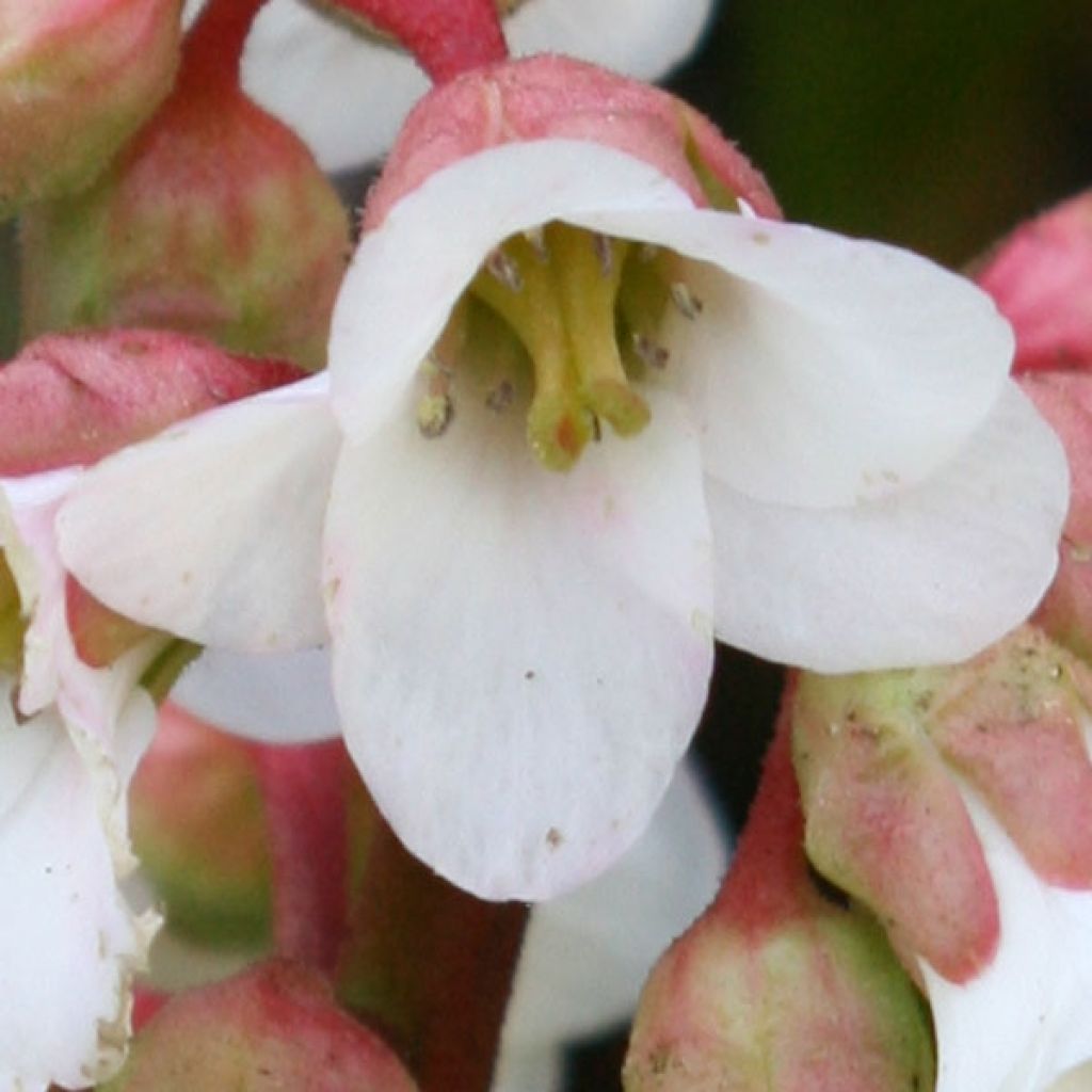 Bergenia Hybride Baby Doll