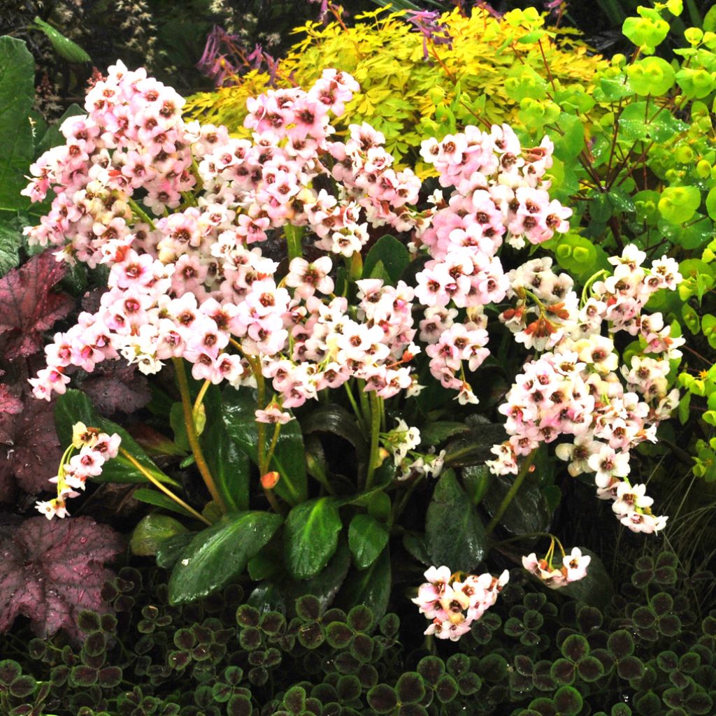 Bergenia Dragonfly Angel Kiss - Plante des savetiers rose pâle