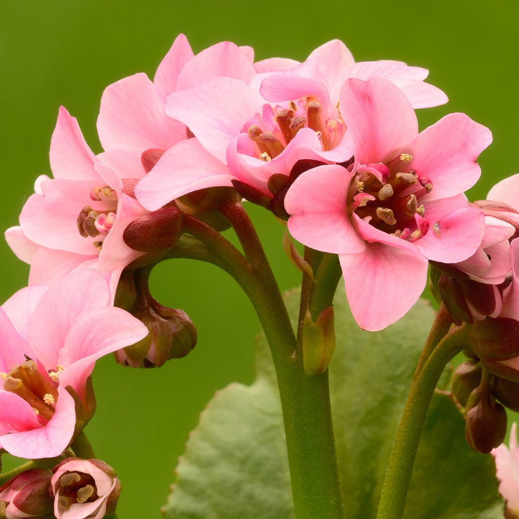 Bergenia Dragonfly Sakura - Plante des savetiers