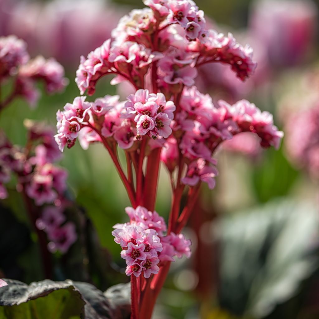 Bergenia Eden's Magic Giant - Plante des savetiers