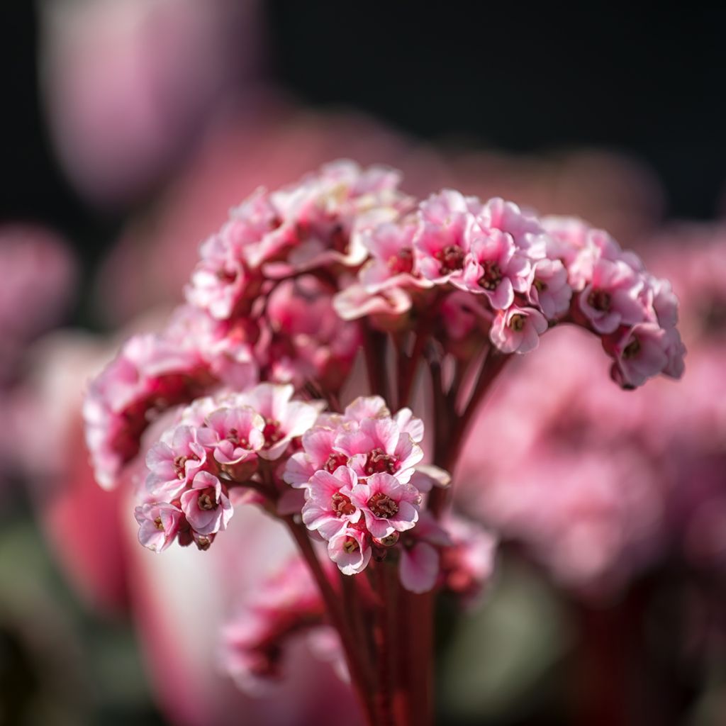 Bergenia Eden's Magic Giant - Plante des savetiers