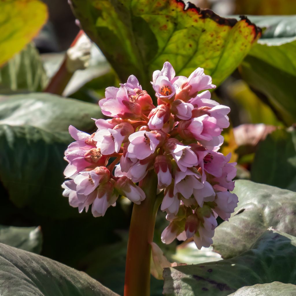 Bergenia Hybride Baby Doll - Plante des savetiers