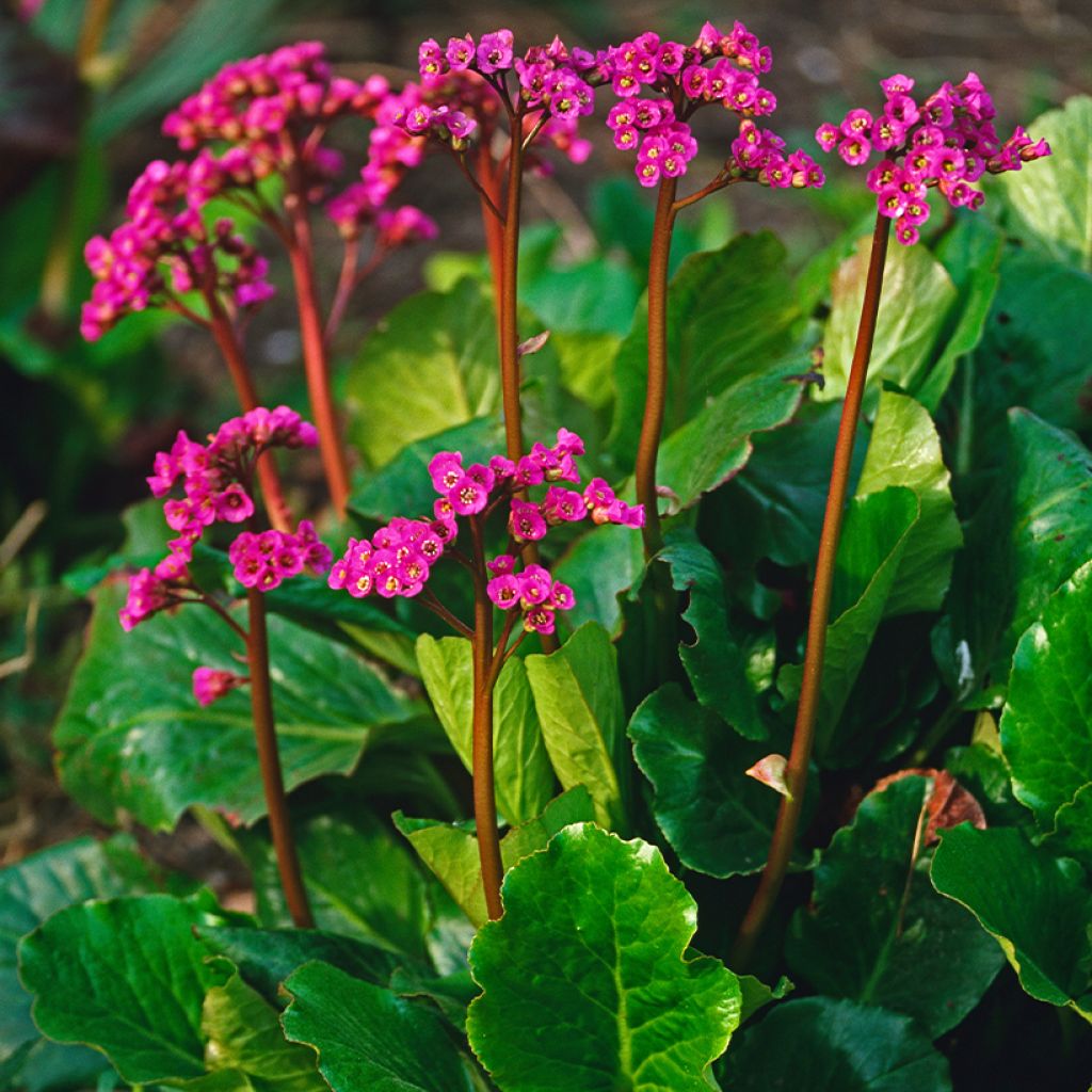 Bergenia Morgenrote - Plante des savetiers