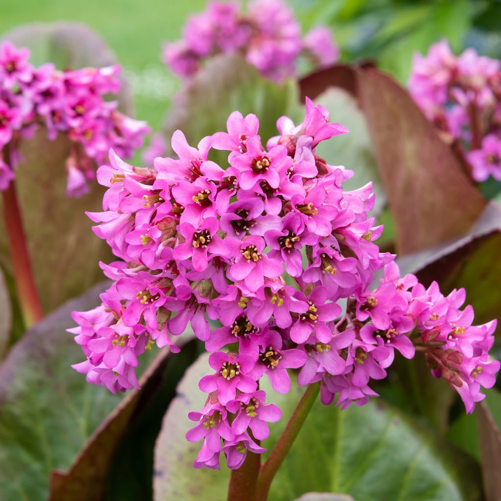 Bergenia Morgenrote - Plante des savetiers