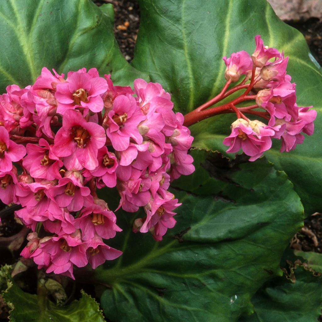 Bergenia Morgenrote - Plante des savetiers