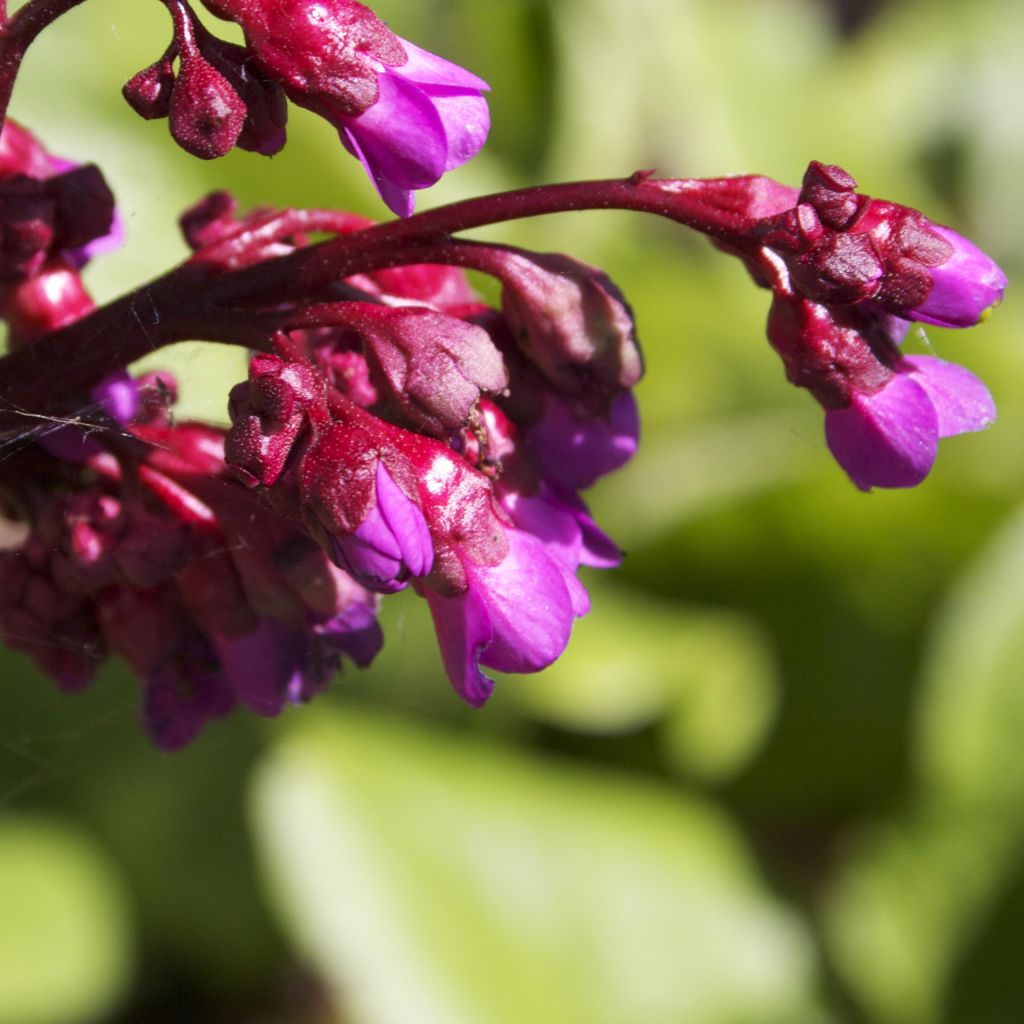 Bergenia Ouvertüre