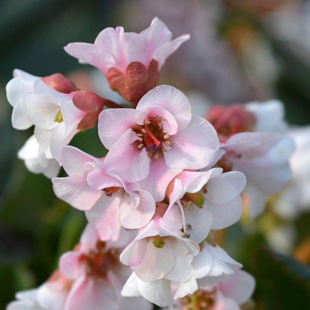 Bergenia hybride Harzkristall