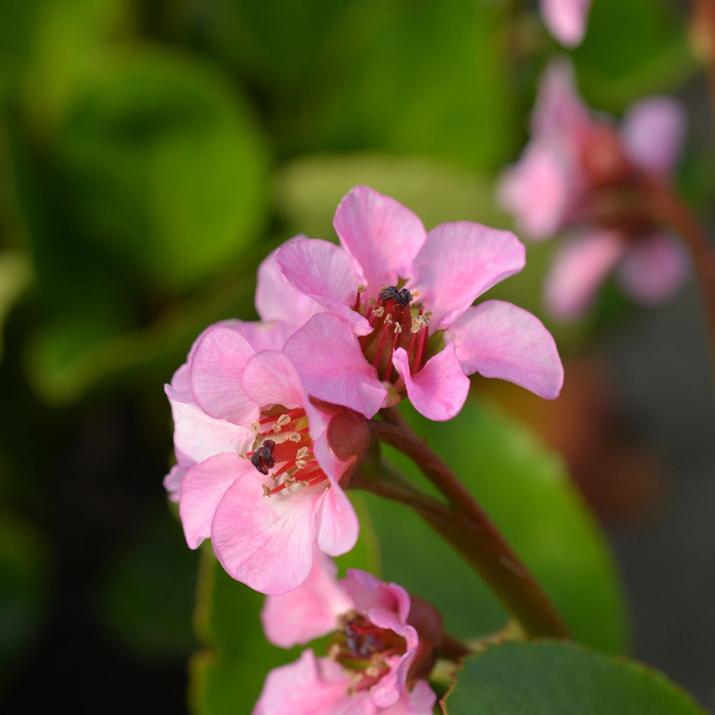 Bergenia hybride Harzkristall