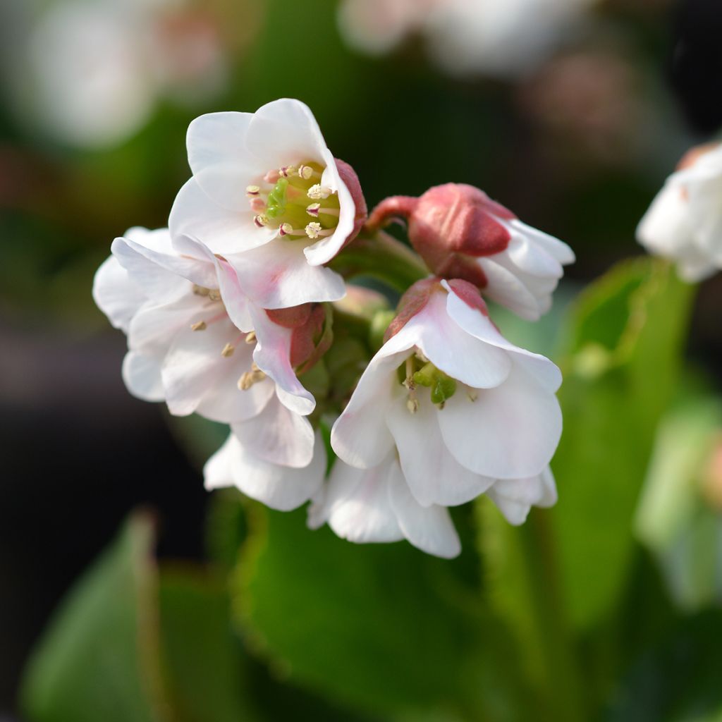 Bergenia hybride Harzkristall