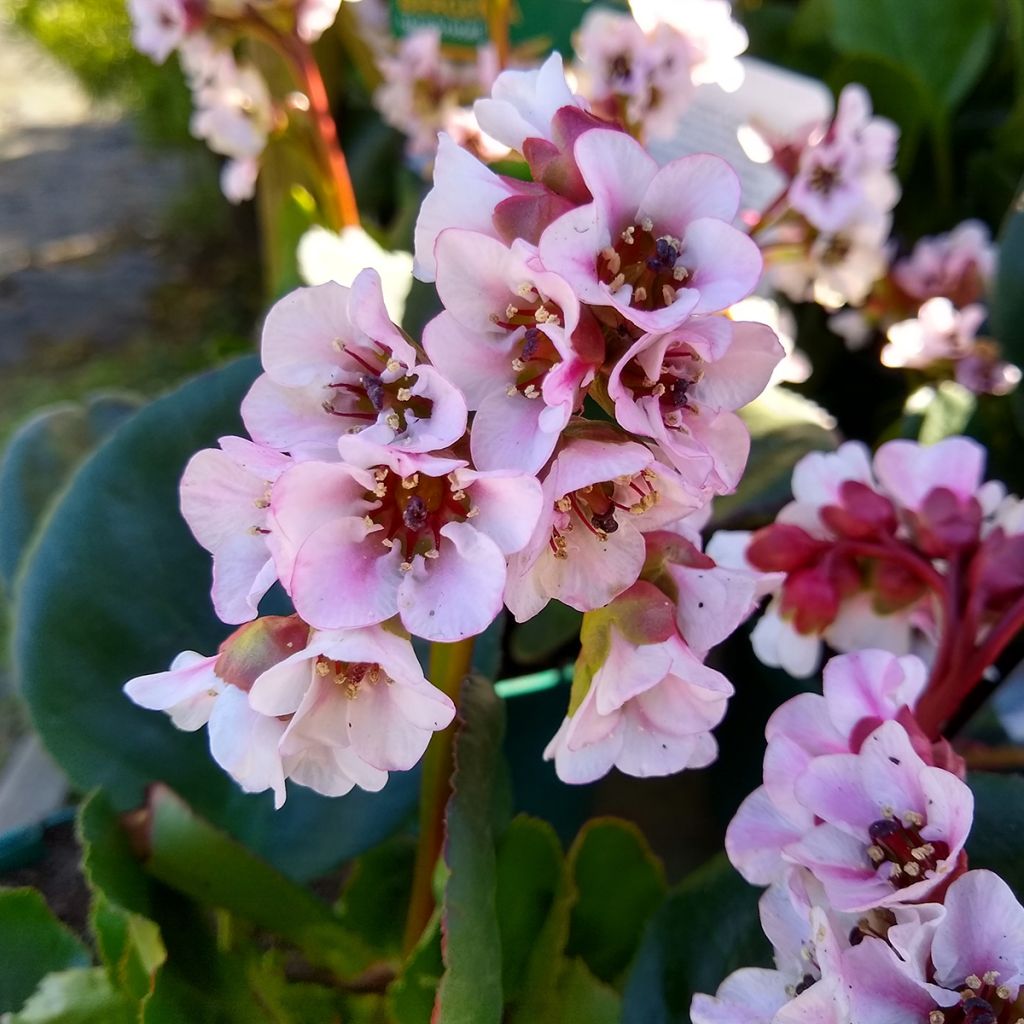 Bergenia hybride Harzkristall