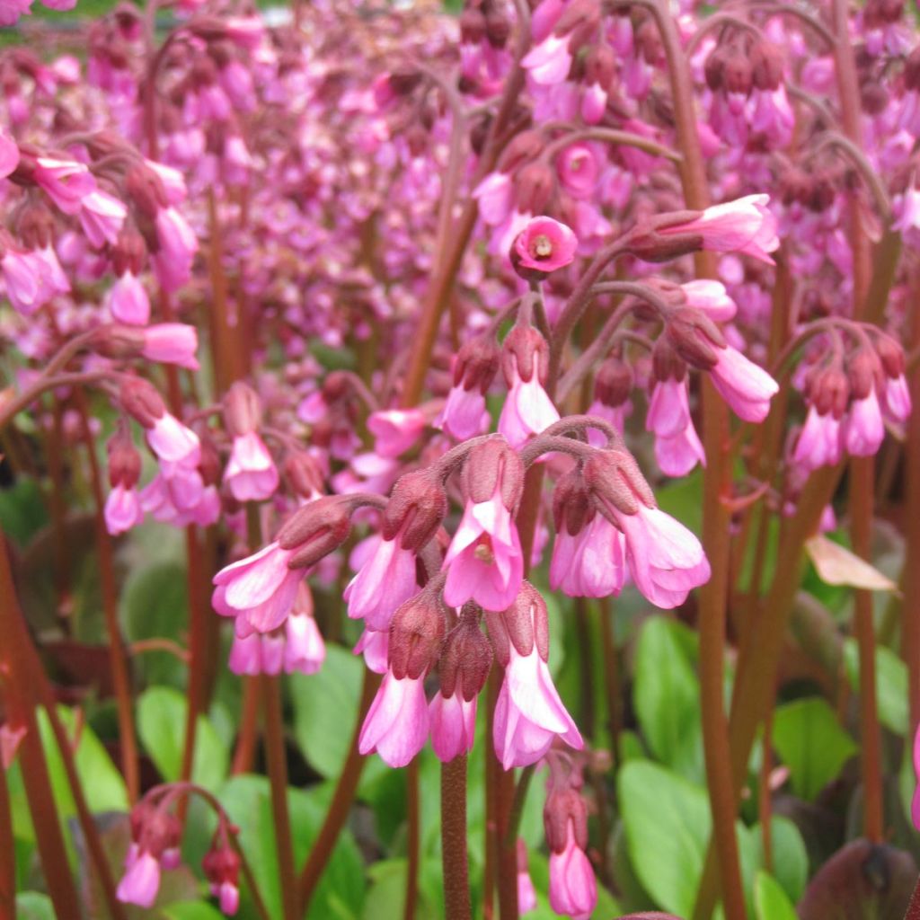 Bergenia Wintermarchen - Bergénie