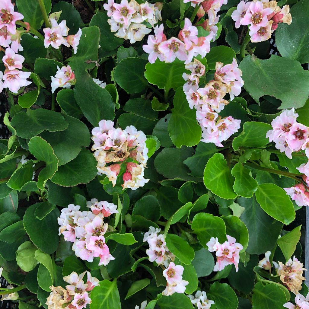 Bergenia hybride Harzkristall