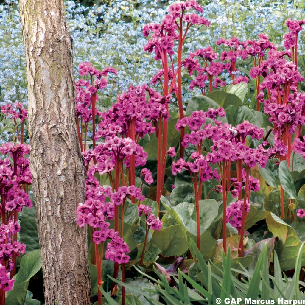 Bergenia purpurascens - Plante des savetiers