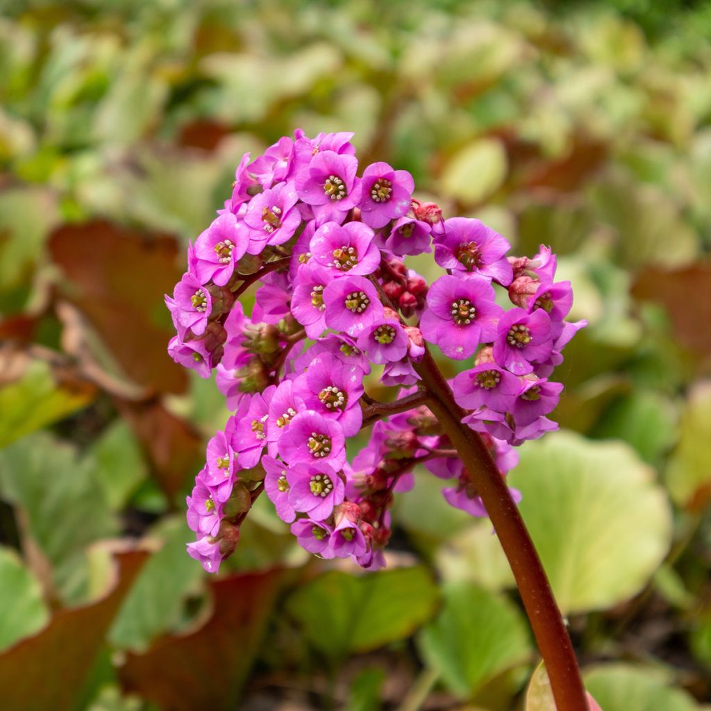 Bergenia purpurascens - Plante des savetiers