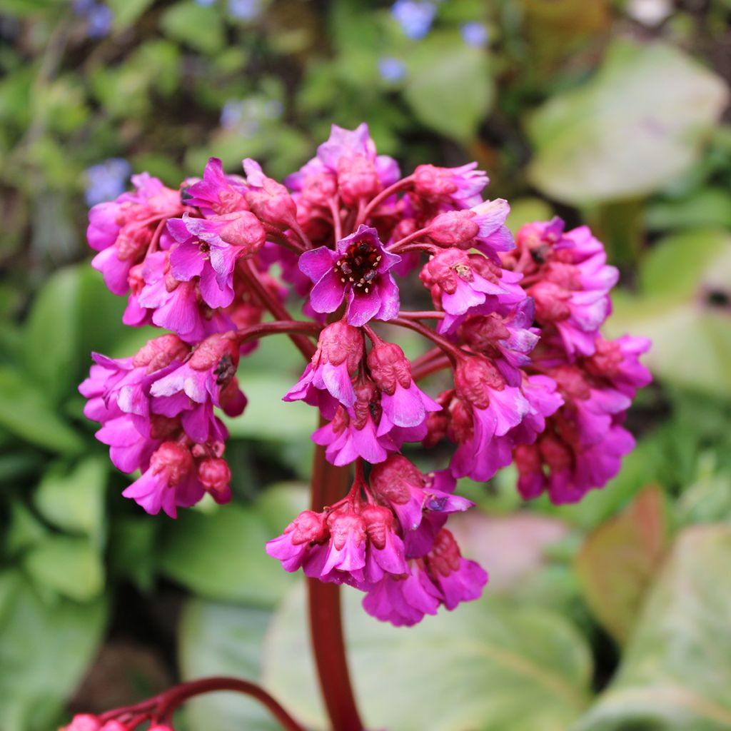 Bergenia purpurascens - Plante des savetiers