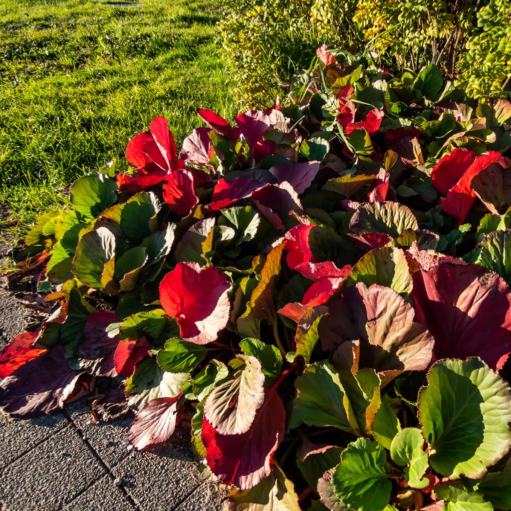 Bergenia purpurascens - Plante des savetiers