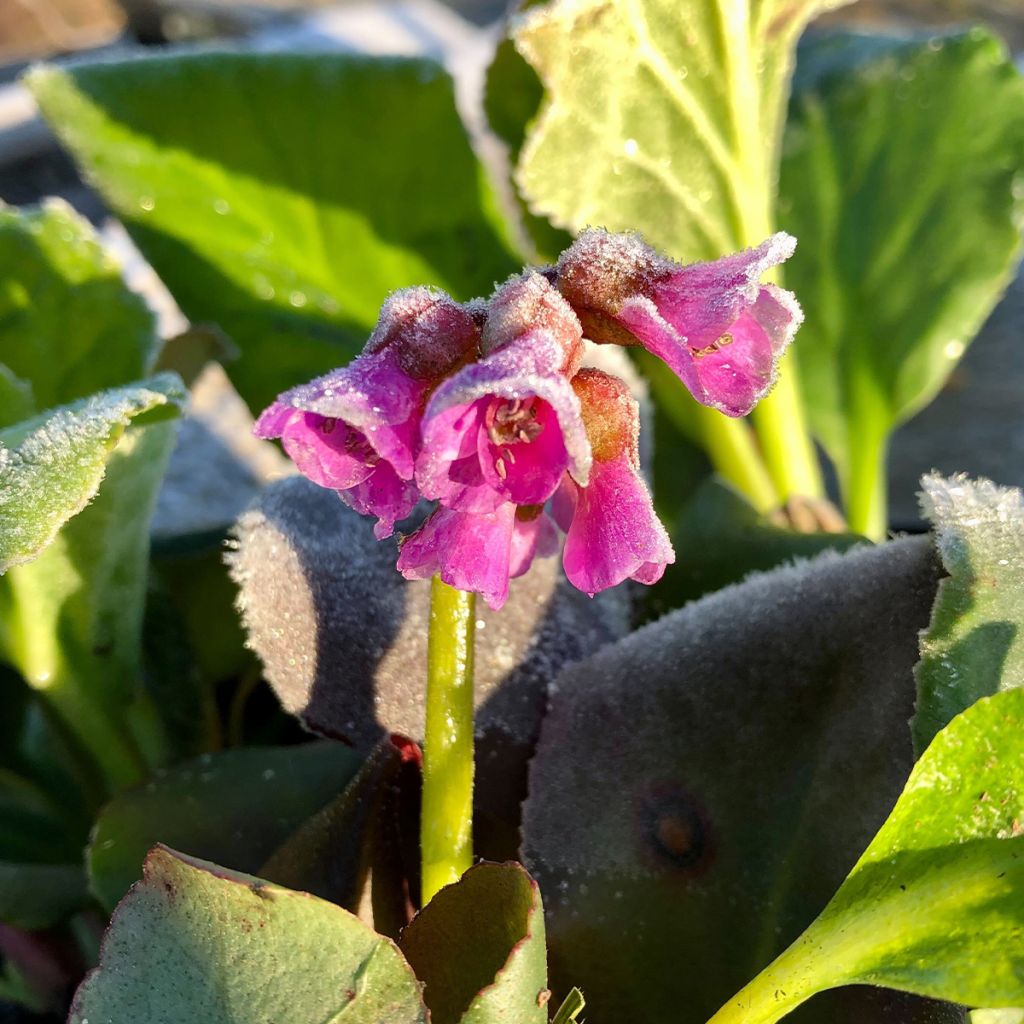 Bergenia purpurascens - Plante des savetiers