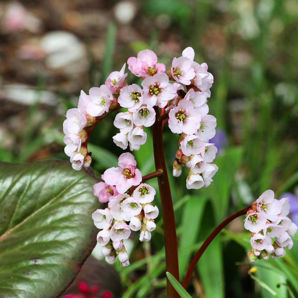 Bergenia schmidtii - Plante des savetiers