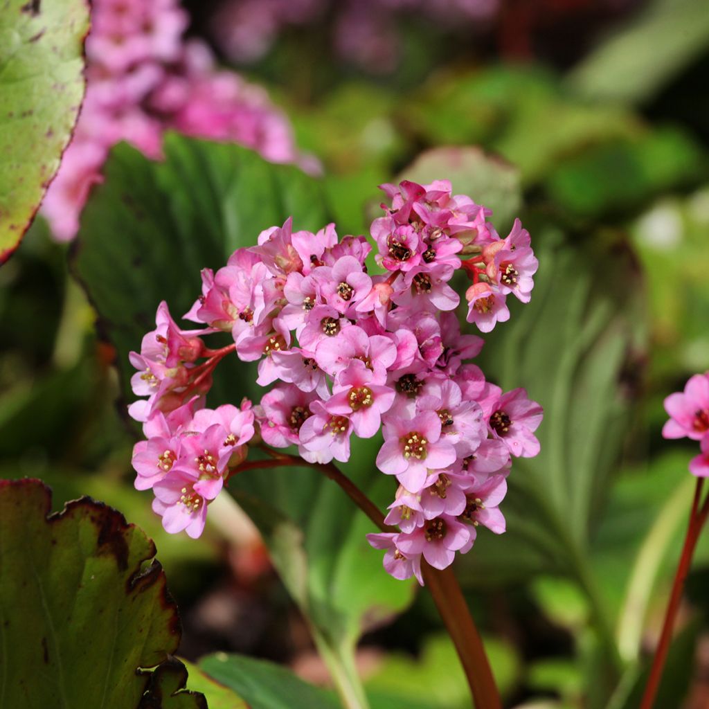 Bergenia schmidtii - Plante des savetiers