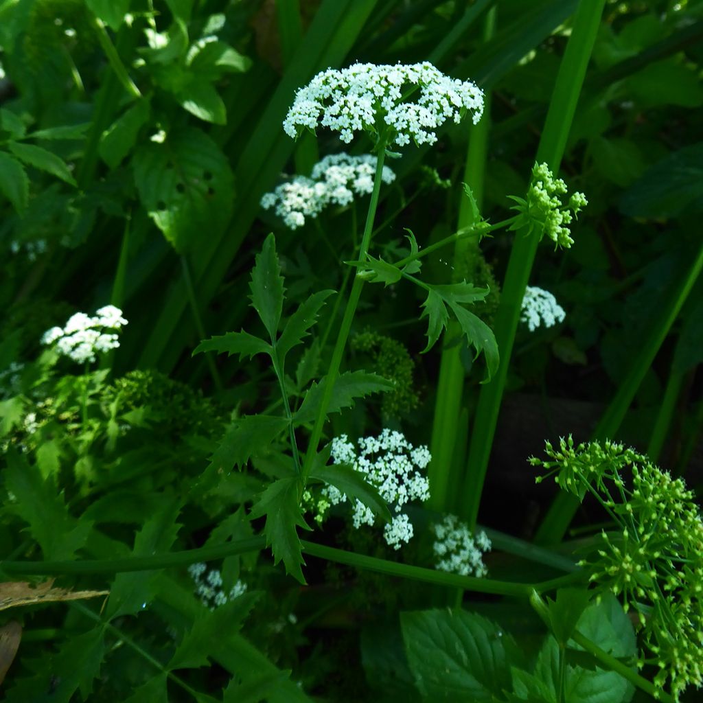 Berula erecta - Berle dressée, Cresson sauvage