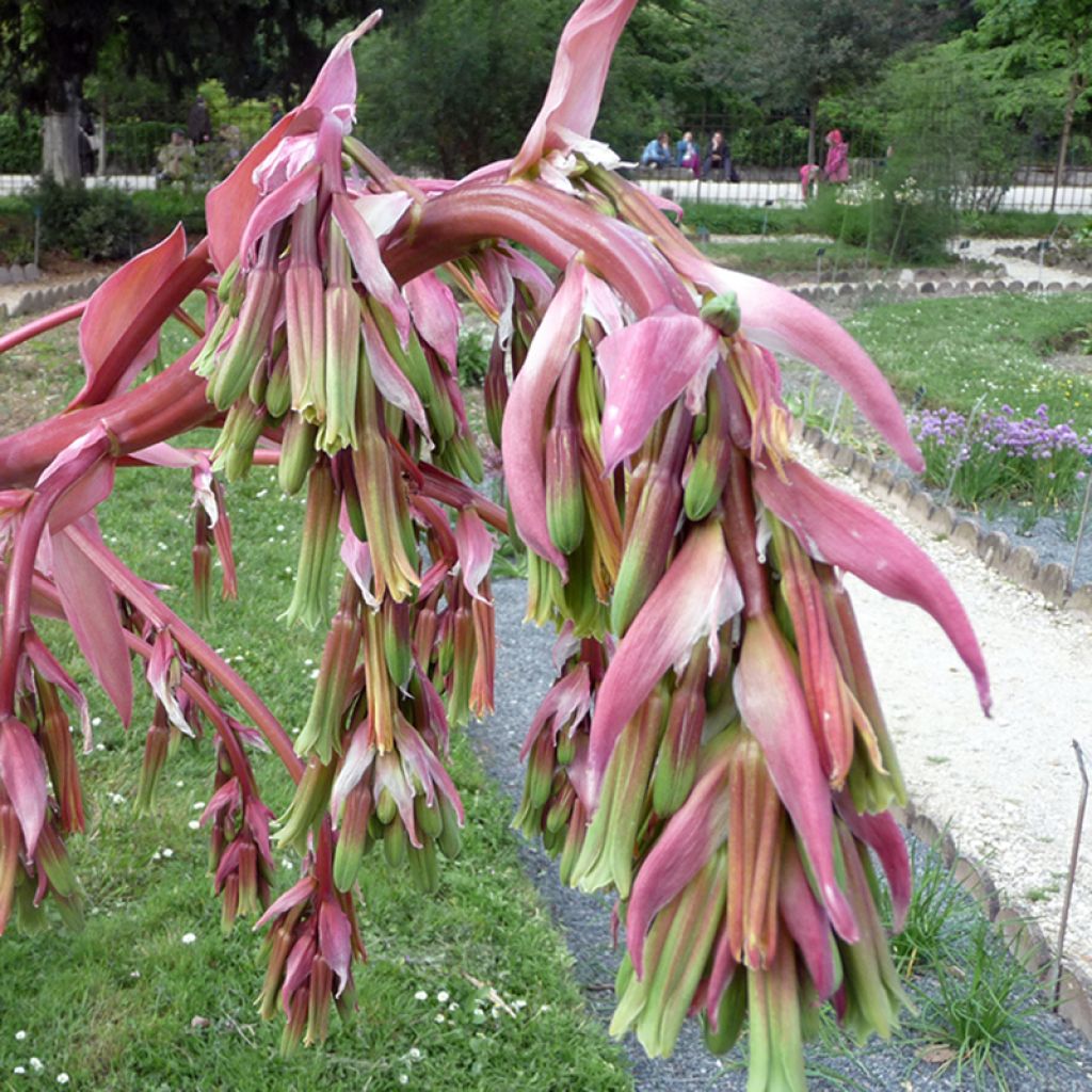 Beschorneria yuccoides- Beschornéria
